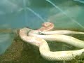 2 headed snake at the City Museum in St. Louis 2 headed snake at the City Museum in St. Louis