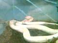 2-headed-snake-at-th