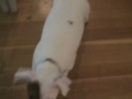 j-lawg, Introducing WATSON