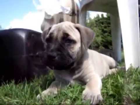 presa canario