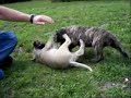 Www.Dogo-Canario.biz Presa Canario Welpen Canary Alano Pupies