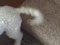 Im Boo - Im Boogles