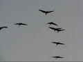 Crane migration - Daruvonul�s