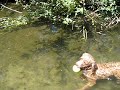 Angus Swims Some More
