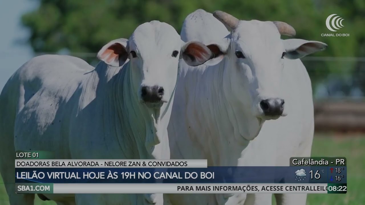 Leilão de Doadoras Bela Alvorada Nelore Zan & Convidados hoje às 19h no Canal do Boi