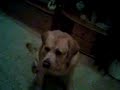 dogi