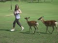 Attack of the Deeru