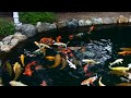 Nippon koi garden- www.koikenner.nl/blog