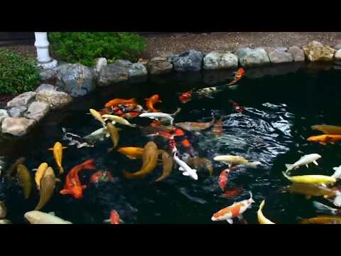 Nippon koi garden- www.koikenner.nl/blog