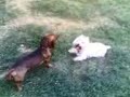 Westie vs. Bassotto