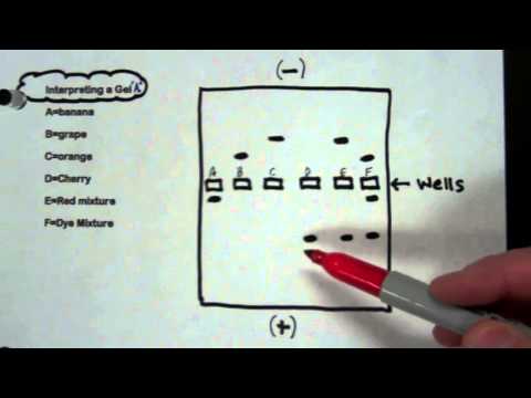how to read gel electrophoresis