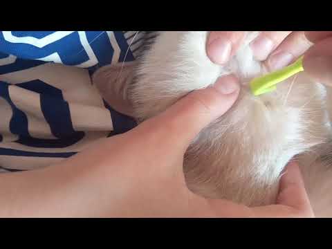 video-linktoworks-How to remove tick from cat - the simplest way - YouTube
