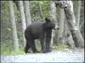 Bears Gone Wild Bears Gone Wild
