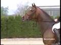Horses- Milkshake
