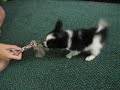 Vicious Papillon Attack