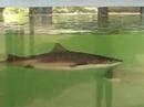 The trailer to the next JAWS movie!