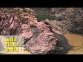 Raneh Falls in Madhya Pradesh