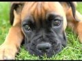 How Much Is The Doggy In The Window PREVIEW!