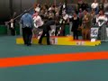 Hunor wordt 3e van ALLE staande honden!!!! Hunor wordt 3e van ALLE staande honden!!!!