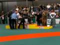 Hunor wordt 3e van ALLE staande honden!!!!