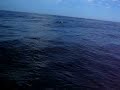 delfines en motril