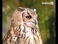 Adellijk Vermaak - Hound & Hawk Adellijk Vermaak - Hound & Hawk