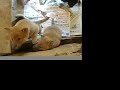 Seven puppies of red and black shiba inus Seven puppies of red and black shiba inus