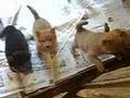 Seven puppies of red and black shiba inus