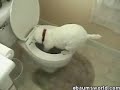 YouTube	- Psycho Dog Attacks Toilet