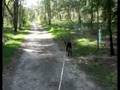 videos de Chocky at Glenfern Bushlands