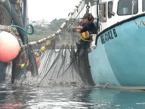 how to harvest fish oil