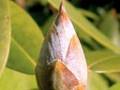 Select Macro Photography