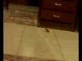 videos de froggy in my room
