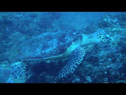 Tortugas Careta en Ko Phi Phi