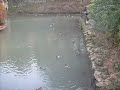 rate intr-un parc din vicenza