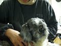 どうも 調子が悪い・・・よく咳をする。。。 気管が圧迫されて 出るらしい。 咳をすると 背中や首筋をマッサージ・・・ 少しは 楽になるみたい。。。