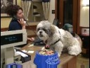 Pampered pooches