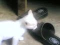 Milky Milky Milky..pusa pusa...!!!