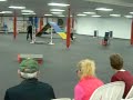 Basset Hound Novice Agility 2