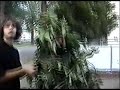 Treeman