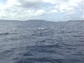 Tonga whale watching