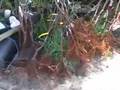 Permaculture Hillside Transformation | Common Vision