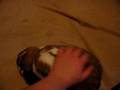 Raidon The ARBA Hollandlop