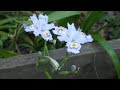 HDR-TG1 slow motion makes \"steadicam effect\"