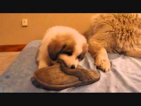 AKC and CKC 7 weeks and 6 day old female puppy enjoying playtime just before bed on a Saturday eveni