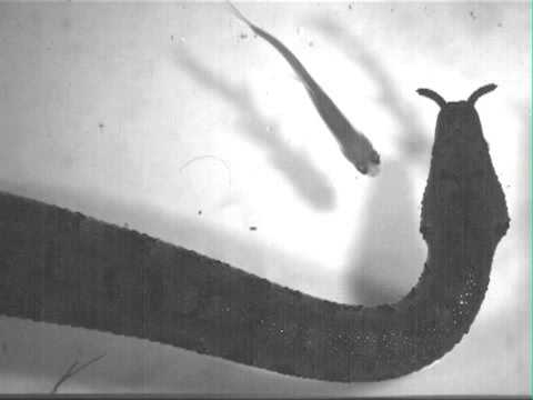 snake