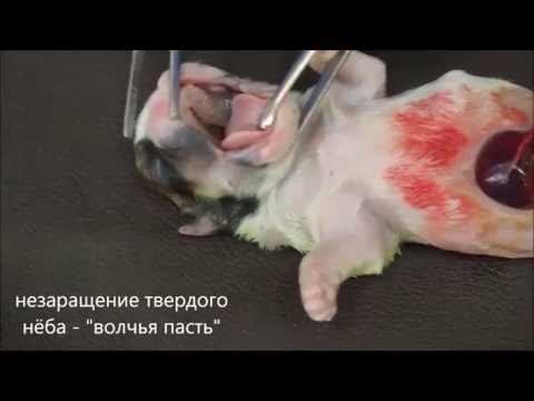 Врожденные уродства у бульдога