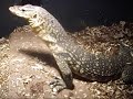 monitor eats retic monitor eats retic