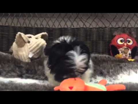 Fluffy, Black & White Female Peke-A-Tzu