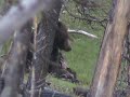 Yellowstone Grizzly on Bison Carcus Yellowstone Grizzly on Bison Carcus